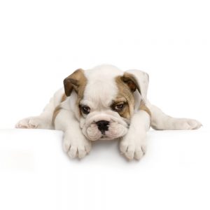 Veggie Treats for Dogs